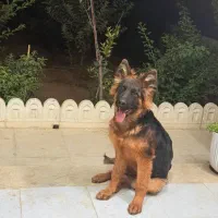 ژرمن ۵ماه مو بلند شو لاین خط خون یک