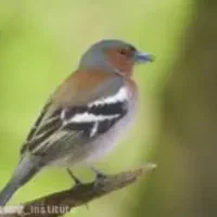 سهره خمسه.سهره سبز. گلبسر و سینه سرخ