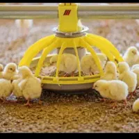 جوجه گوشتی نژاد راس بهترین نژاد شیراز