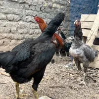 مرغ لاری