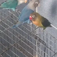 سه عددکوتوله فیشر