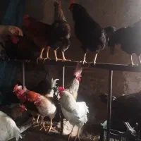 خروس|حیوانات مزرعه|اراک, |دیوار