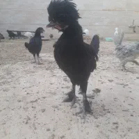 جوجه مرغ