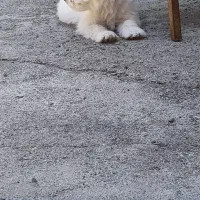 پاکوتاه