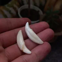 دندان نیش واسه گردن بند