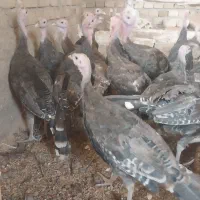 بوقلمون برنز انگلیسی ۳ ماه و نیم واکسن خورده سالم