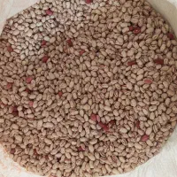 لوبیا چیتی و قرمز برداشت تازه دره تفی