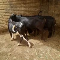 گوساله نر جهت عید قربان