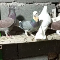 کبوتر پرش سنگین
