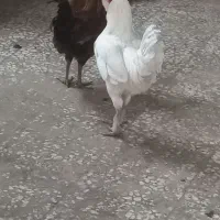 خروس