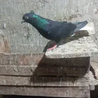 کفتر|پرنده|کارون, |دیوار