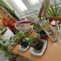 تعدای گل و گلدان پتوس سانسوریا و