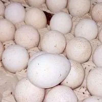 تخم بوقلمون