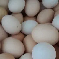 تخم‌مرغ