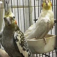 عروس هلندی مولد