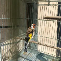 جفت سهره اماده جفت