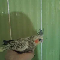 جوجه. سرلاکی