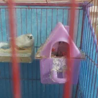 فنچ