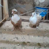 جفت کلاغ کربلایی زرد