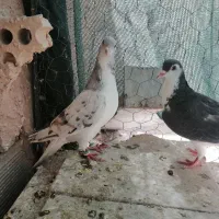 کبوتر در پرنده