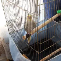 عروس هلندی ماده