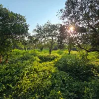 باغ مرکبات با جواز ساخت زیرقیمت