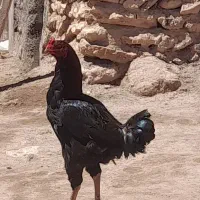 لاری
