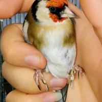 سهره نر سینه طلایی