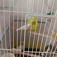 فنچ نر