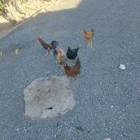 مرغ و خروس فروشی