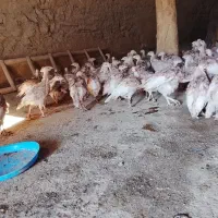 بوقلمون ۷۰ روزە بوربون