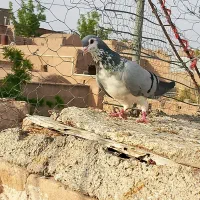 ساده و ریش  جوانه مسافتی