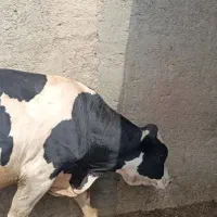 گوساله نر چاق