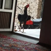 خروس ومرغ