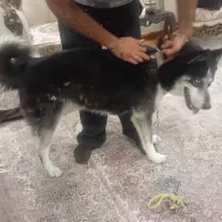 سگ هاسکی