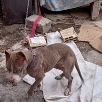 سگ پیتبول ماده