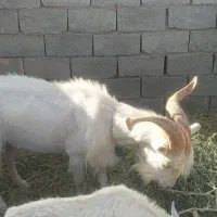 گوسفند نر بز سانن اصلی / نری کیلویی ۶۰۰/۰۰۰
