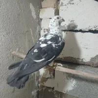 سوسکی بزک
