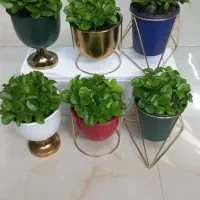 سبزه نارنج