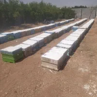 کندو زنبور عسل