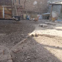 بوقلمون ماده