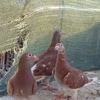 کبوتر غوره سرخ پلاکی درجه یک