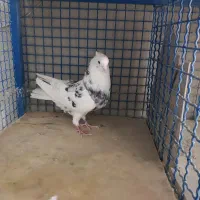 کفتر پرشی
