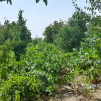 باغ دارای مدارک/لوکیشن فوق العاده