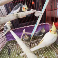 یک جفت عروس هلندی نر و ماده به همراه سه تا جوجه