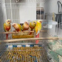 گیرینچیک ردچیک