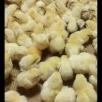 فروش جوجه خروسک جوجه گوشتی نژادراس