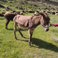 الاغ ماده