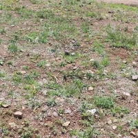 3000متر زمین کشاورزی|فروش زمین و ملک کلنگی|تهران, جنت‌آباد جنوبی|دیوار