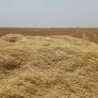 کاه کمباین برای فروش